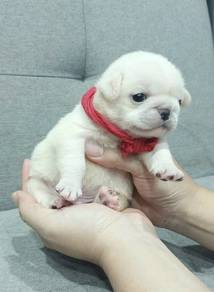 PUG PUPPIES 640 🌻 REHOME White Boy