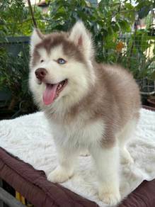 husky puppies 10