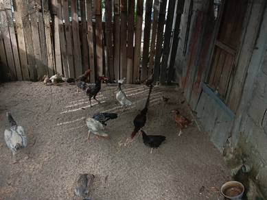 ayam kampung asli