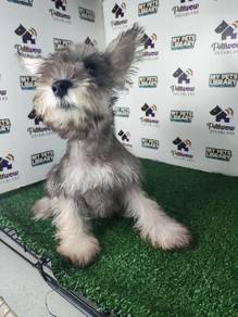 Miniature schnauzer grey and white female