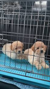 Poodle Puppy