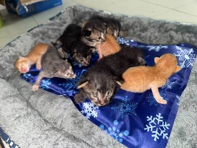 cute kitten DLH for adoption