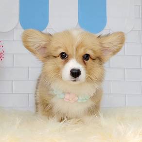 Welsh Corgi
