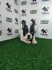 Black white French bulldog male