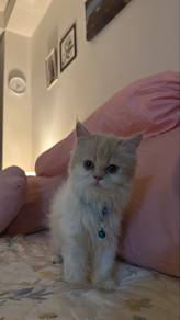 Pure Persian Kitten