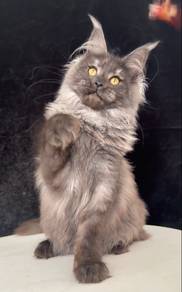 Smoke Maine Coon Female Kitten