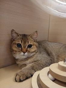 BSH Golden for Sale