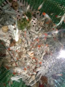 albino red koi guppy