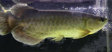 arowana golden