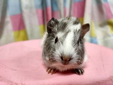 Guinea Pig 