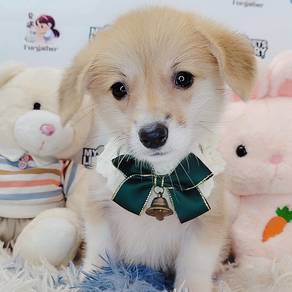 Welsh Corgi
