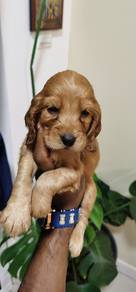 Cocker's Spaniel 016