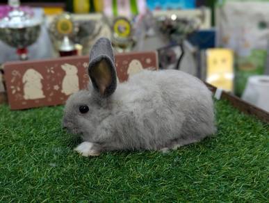 Arnab Mix Rabbit
