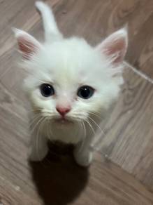 DLH mix | Handsome Full White Boy Kitten