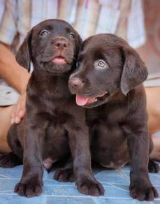 LABRADOR RETRIEVER PUPPIES G75 Good structure