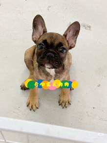 French Bulldog (F)