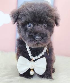 Blackie Tiny Toy Poodle Puppies Pet Dog Fur14
