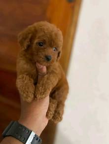 red toy poodle e