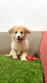 Corgi long haired female mka
