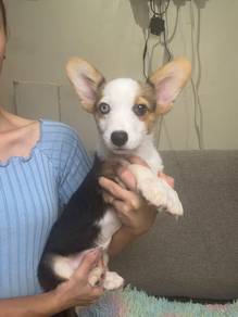 Welsh corgi puppy