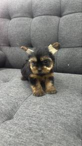 MiniSized Male Yorkshire terrier Yorkie Puppy