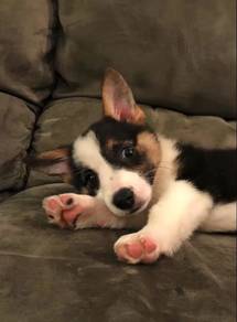 Rosy Corgi Cute Fluffy Butt Puppy Baby Dog