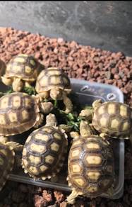 Sulcata Tortoise 3inch 
