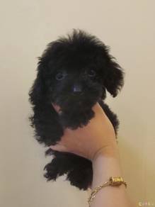 Maltipoo
