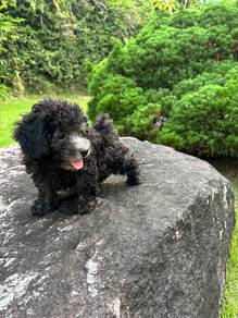 Rare Grey Toy Poodle