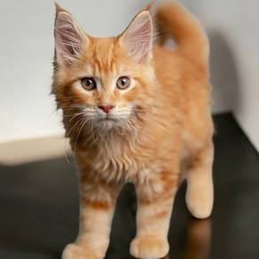 Mainecoon kitten available with cert