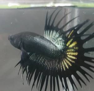 Betta fish ikan laga