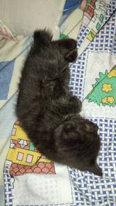 American Shorthair Charcoal Smoke Marble 