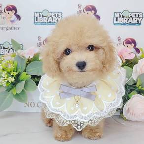 Tiny Toy Poodle
