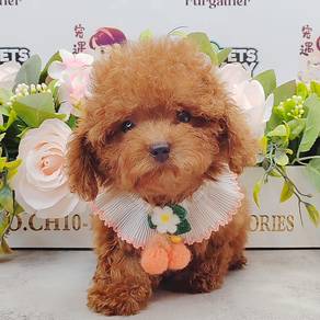 PoodleToy