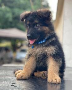 FVS-5977 #mka German Shepherd puppies dogs