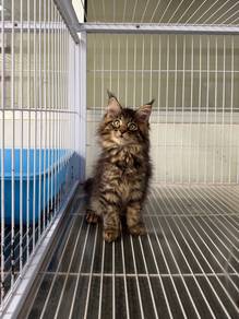 Pure Mainecoon kitten
