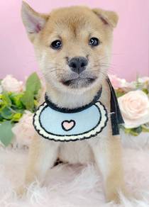 Shiba inu