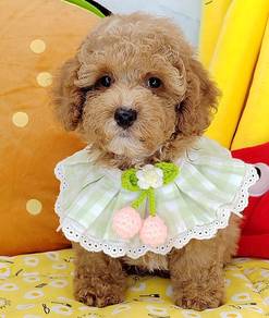 Poodle