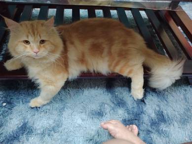 KUCING Parsi OYEN 