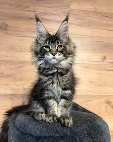 Adorable Maine Coon Boy kitten