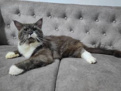 pure mainecoon  male mating 