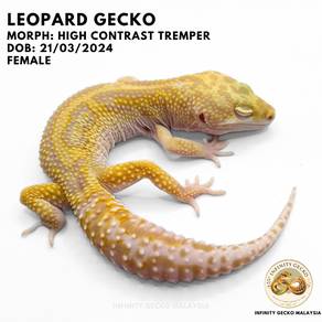 Leopard Gecko Malaysia High Contrast Tremper JB
