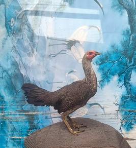 AYAM PAMA SEANKoN