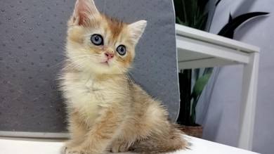 Female BSH Golden Kitten 