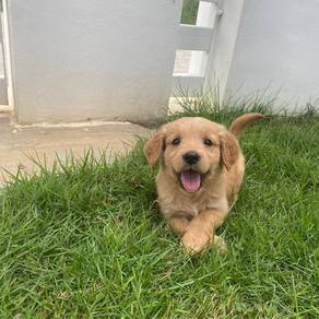 golden retriever puppies j
