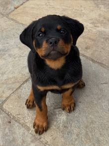 Rottweiler Puppies Available – JB & KL