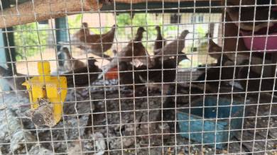 burung 
