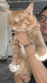 Mainecoon Male 