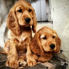cocker spaniel 