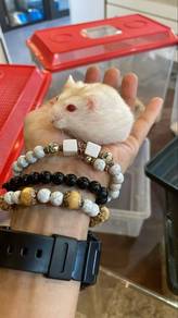 Hamster